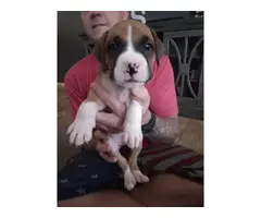 9 fullblood boxer puppies for sale - 9