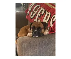 9 fullblood boxer puppies for sale - 12