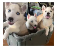 Husky Malamute Puppies for Sale