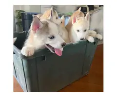 Husky Malamute Puppies for Sale - 2