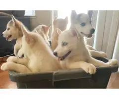 Husky Malamute Puppies for Sale - 6