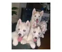 Husky Malamute Puppies for Sale - 7