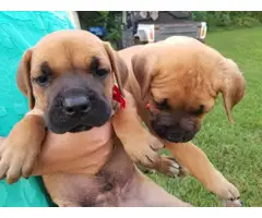 Cane corso mix puppies - 2