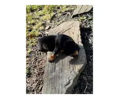 2 black and tan AKC miniature dachshund puppies
