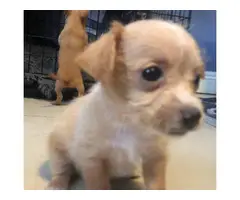 Chihuahua Poodle Mix Puppies