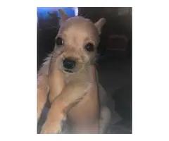 Chihuahua Poodle Mix Puppies