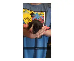 AKC Boxer puppies for sale