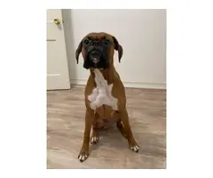 AKC Boxer puppies for sale - 5