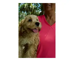 3 month old Cockapoo puppies for sale