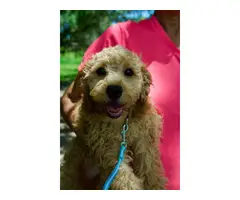 3 month old Cockapoo puppies for sale - 2