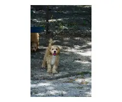 3 month old Cockapoo puppies for sale - 3