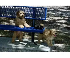 3 month old Cockapoo puppies for sale - 4