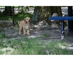 3 month old Cockapoo puppies for sale - 6