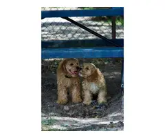 3 month old Cockapoo puppies for sale - 7