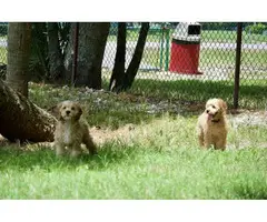 3 month old Cockapoo puppies for sale - 8