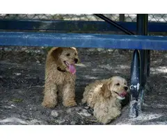 3 month old Cockapoo puppies for sale - 9