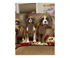 Boxer puppies - 5