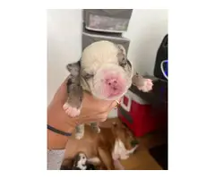 7 English bulldog puppies for sale - 6