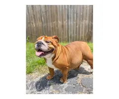 7 English bulldog puppies for sale - 16