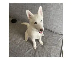 Husky Puppy Looking For A New Home