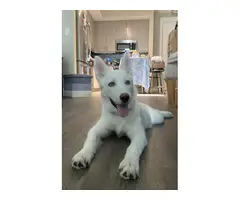 Husky Puppy Looking For A New Home - 4
