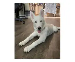 Husky Puppy Looking For A New Home - 5