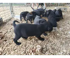 Black Labrador Retriever Puppies - 2