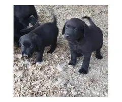 Black Labrador Retriever Puppies - 3