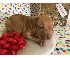 American Pitbull Terrier Puppies - 3