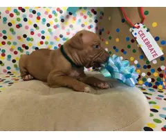American Pitbull Terrier Puppies - 4