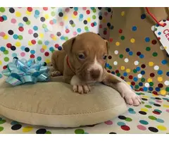 American Pitbull Terrier Puppies - 5