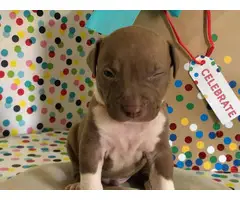 American Pitbull Terrier Puppies - 6
