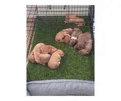 American Pitbull Terrier Puppies - 10