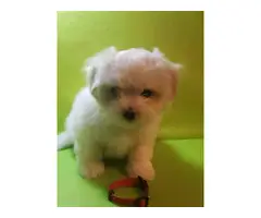 4 Zuchon puppies for sale - 6