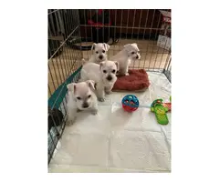 Miniature Purebred White Schnauzer male puppies