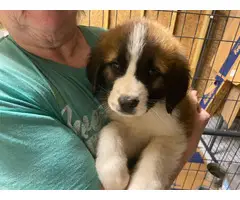 Male and female Saint Bernard puppies for sale