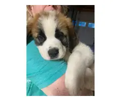 Male and female Saint Bernard puppies for sale - 3