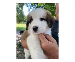 Male and female Saint Bernard puppies for sale - 4