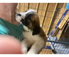 Male and female Saint Bernard puppies for sale - 5