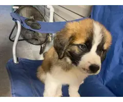 Male and female Saint Bernard puppies for sale - 6