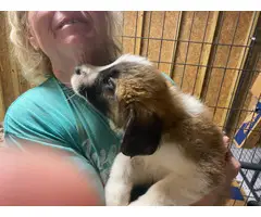 Male and female Saint Bernard puppies for sale - 7