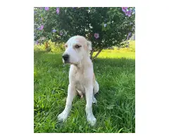 4 months old Alabai puppies for sale - 2