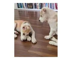 4 months old Alabai puppies for sale - 3