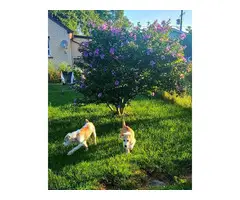 4 months old Alabai puppies for sale - 7