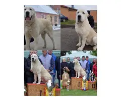 4 months old Alabai puppies for sale - 8