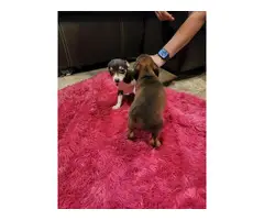 Chihuahua Puppies - 6