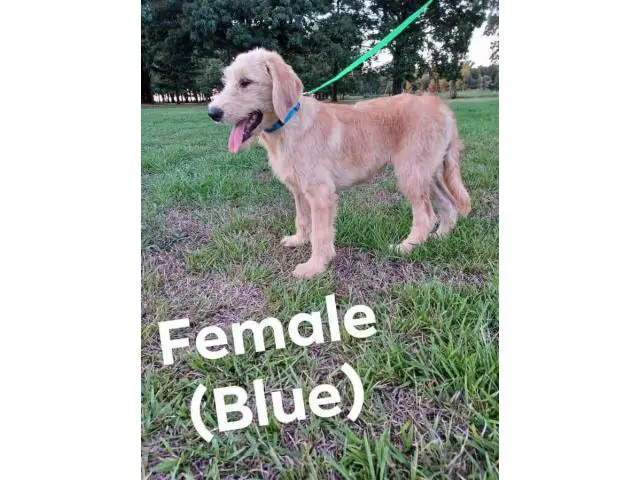 Registered Labradoodle puppies for sale - 5/7