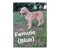 Registered Labradoodle puppies for sale - 5