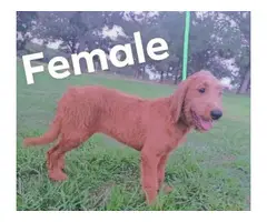 Registered Labradoodle puppies for sale - 7