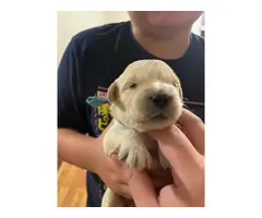 6 Fullblood Golden Retriever puppies